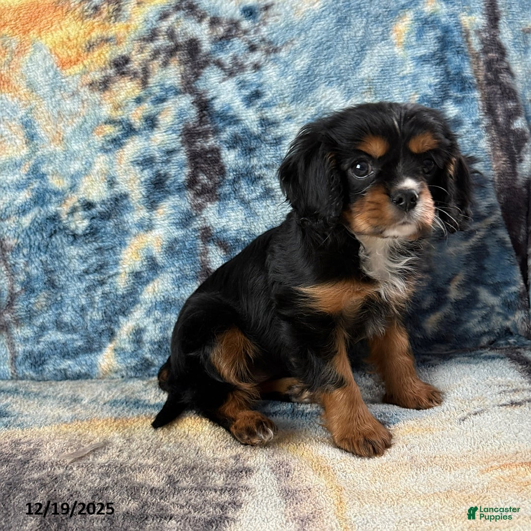 Cavalier King Charles Spaniel dogs for sale: Poppy - Ad 3