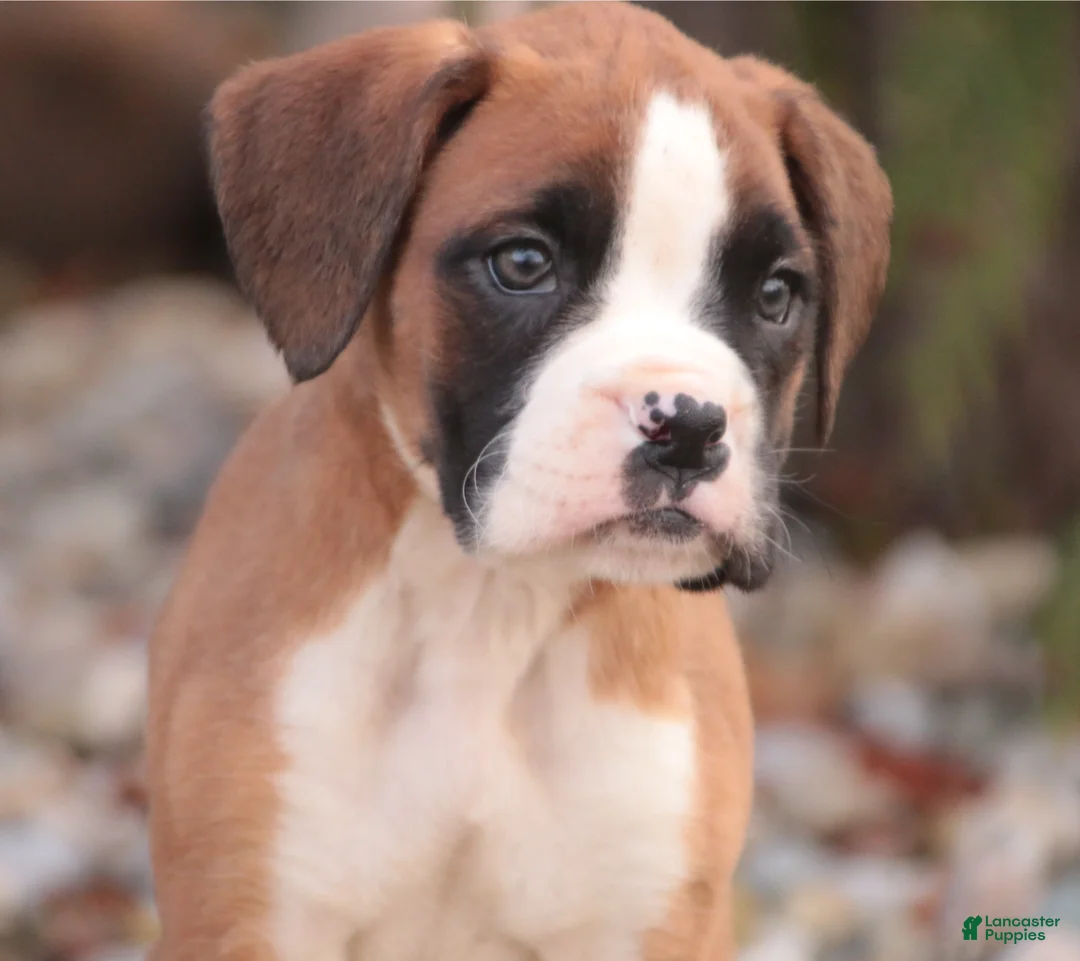 Boxer dogs for sale: Allie - Ad 4