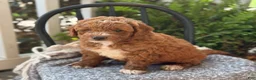 Mini Goldendoodle dogs for sale: Waffles - Ad 3