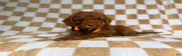 Cockapoo dogs for sale: Mathew  - Ad 7
