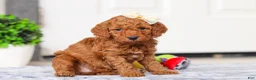 Mini Goldendoodle dogs for sale: Macy - Ad 5