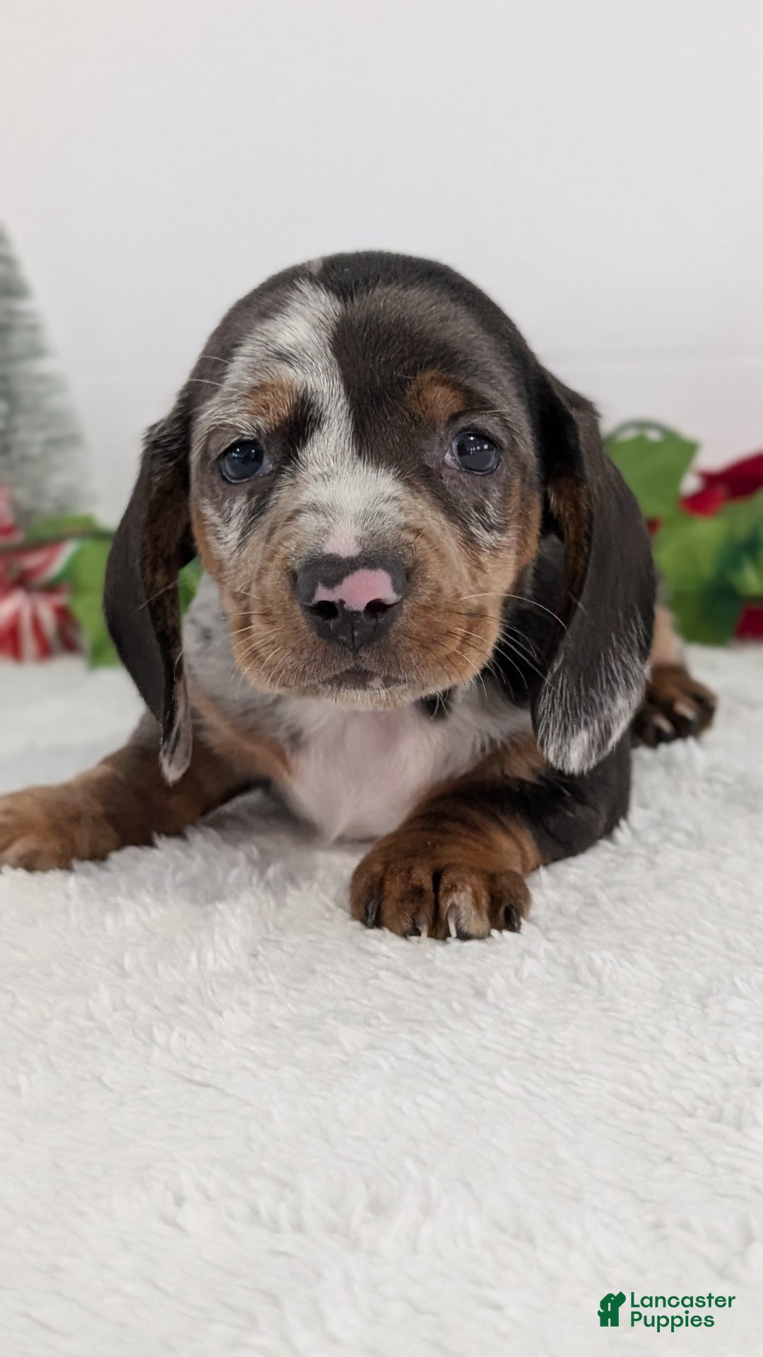 Miniature Dachshund dogs for sale: Xander  - Ad 3