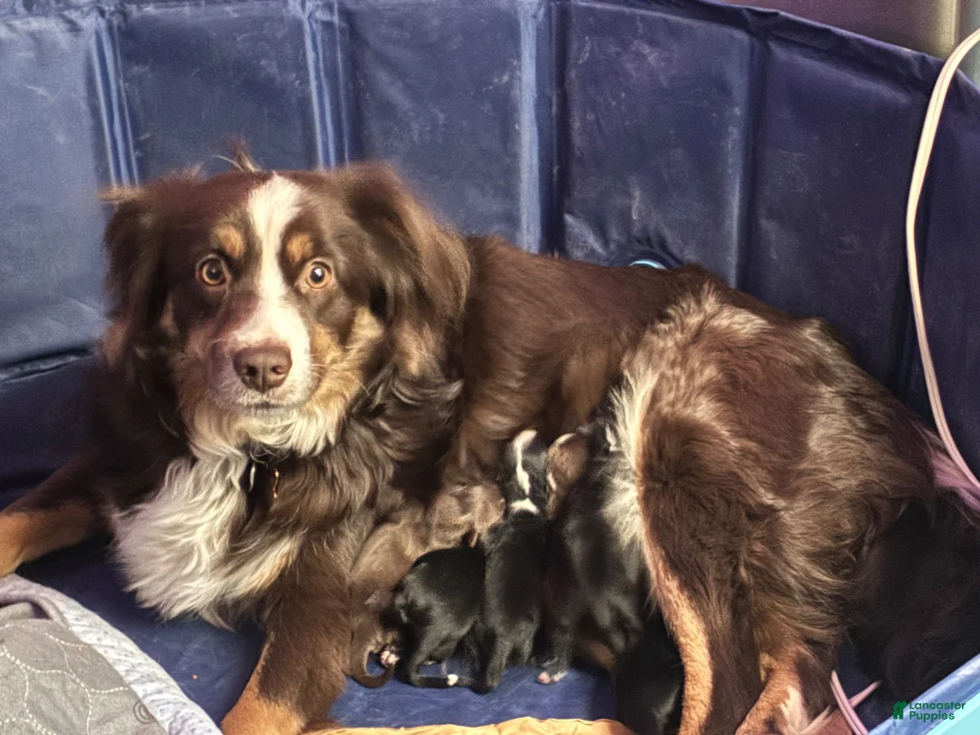 Miniature Australian Shepherd dogs for sale: Miniature Australian Shepherd Puppy 5 - Ad 2