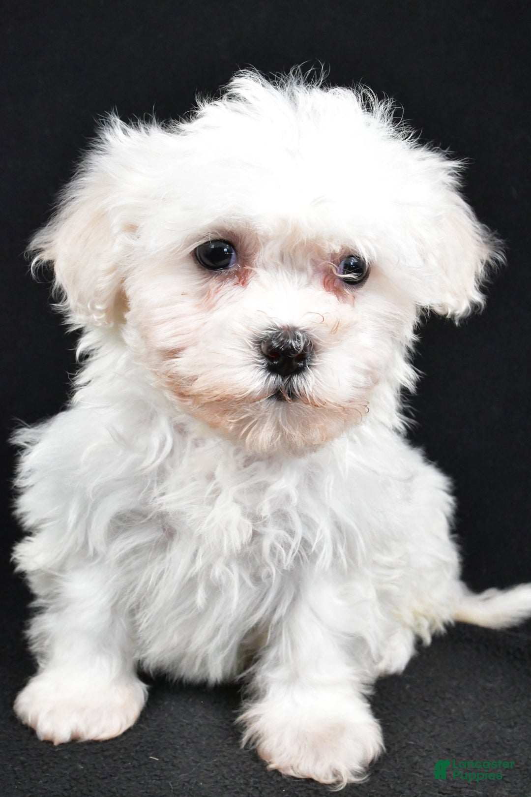 Teddy Bear dogs for sale: Cloe - Ad 5