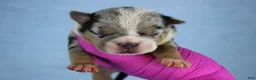 American Bully dogs for sale: Black Tri Merle Male - Ad 2