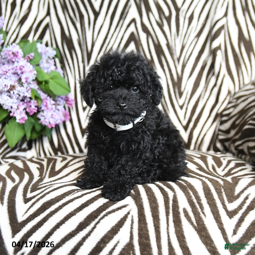 Havapoo dogs for sale: Barbie - Ad 1