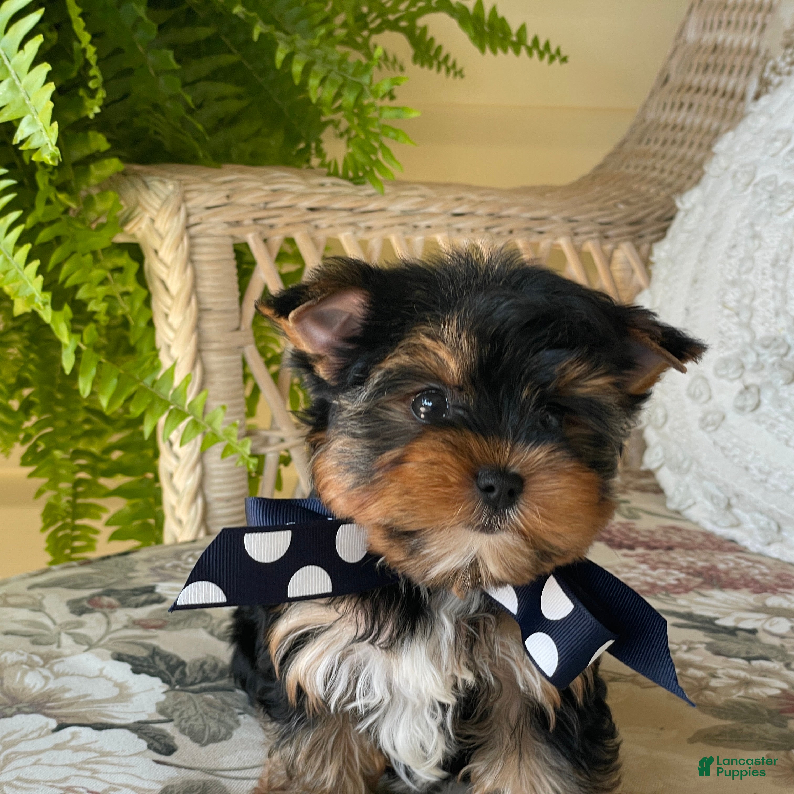 Yorkshire Terrier dogs  Royal - Ad 2