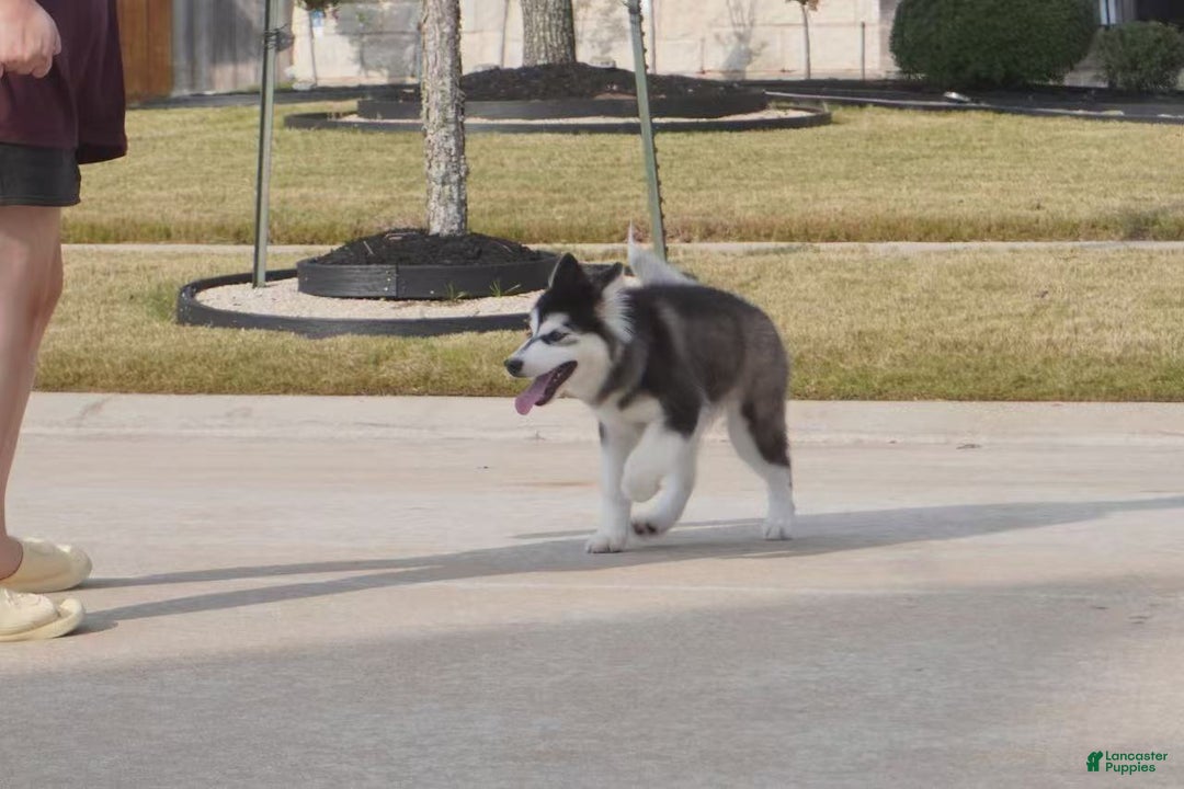 Alaskan Malamute dogs for sale: Xiao Cheng - Ad 20