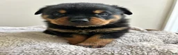 Rottweiler dogs for sale: Hershey - Ad 3