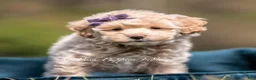 Maltipoo dogs for sale: Lulu - Ad 3