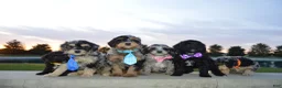 Mini Bernedoodle dogs for sale: Mini Baxter - Ad 17