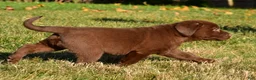 Labrador Retriever dogs for sale: Mira - Ad 11