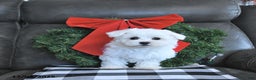 Maltese dogs for sale: Frosty - Ad 4
