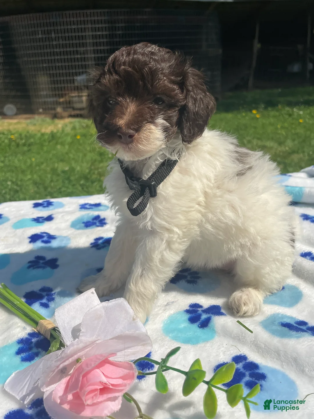 Mixed Breed dogs for sale: Mona - Ad 2