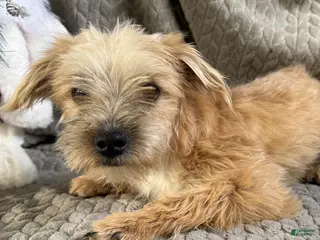 Morkie dogs Jackson - Ad 21