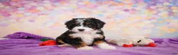 Mini Bernedoodle dogs for sale: Stella - Ad 4