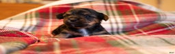 Mixed Breed dogs for sale: Angus - Ad 1