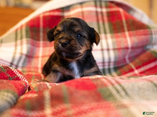 Mixed Breed dogs Angus - Ad 8