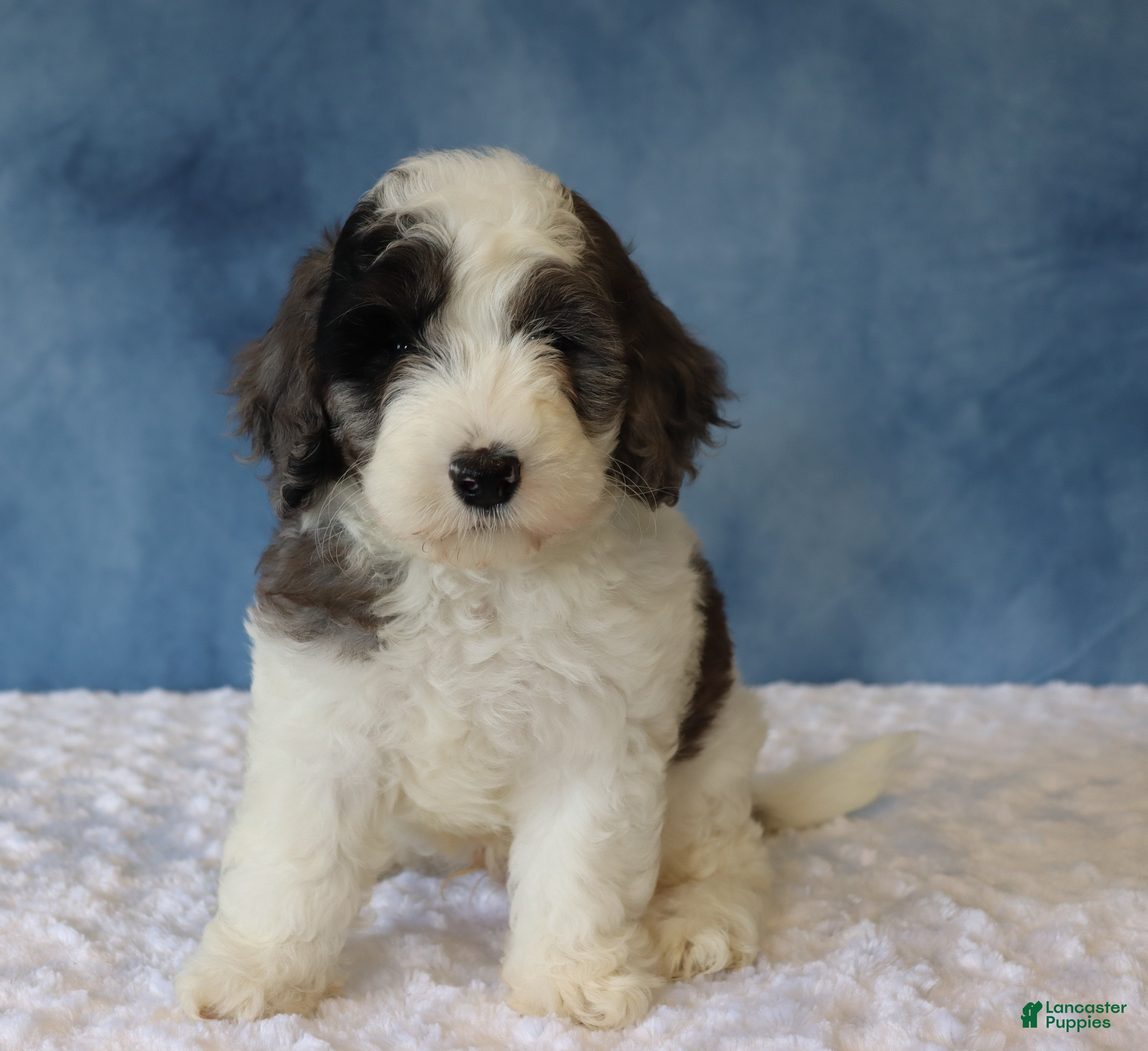 Mixed Breed dogs Finley - Ad 2