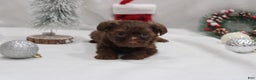 Yorkshire Terrier dogs for sale: Chocolate  - Ad 4