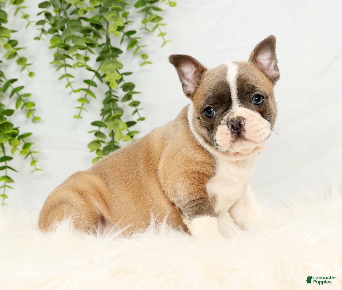 Frenchton dogs Angel - Ad 6