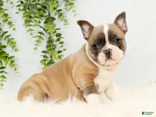 Frenchton dogs Angel - Ad 6