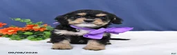 Cavapoo dogs for sale: Dodger - Ad 5