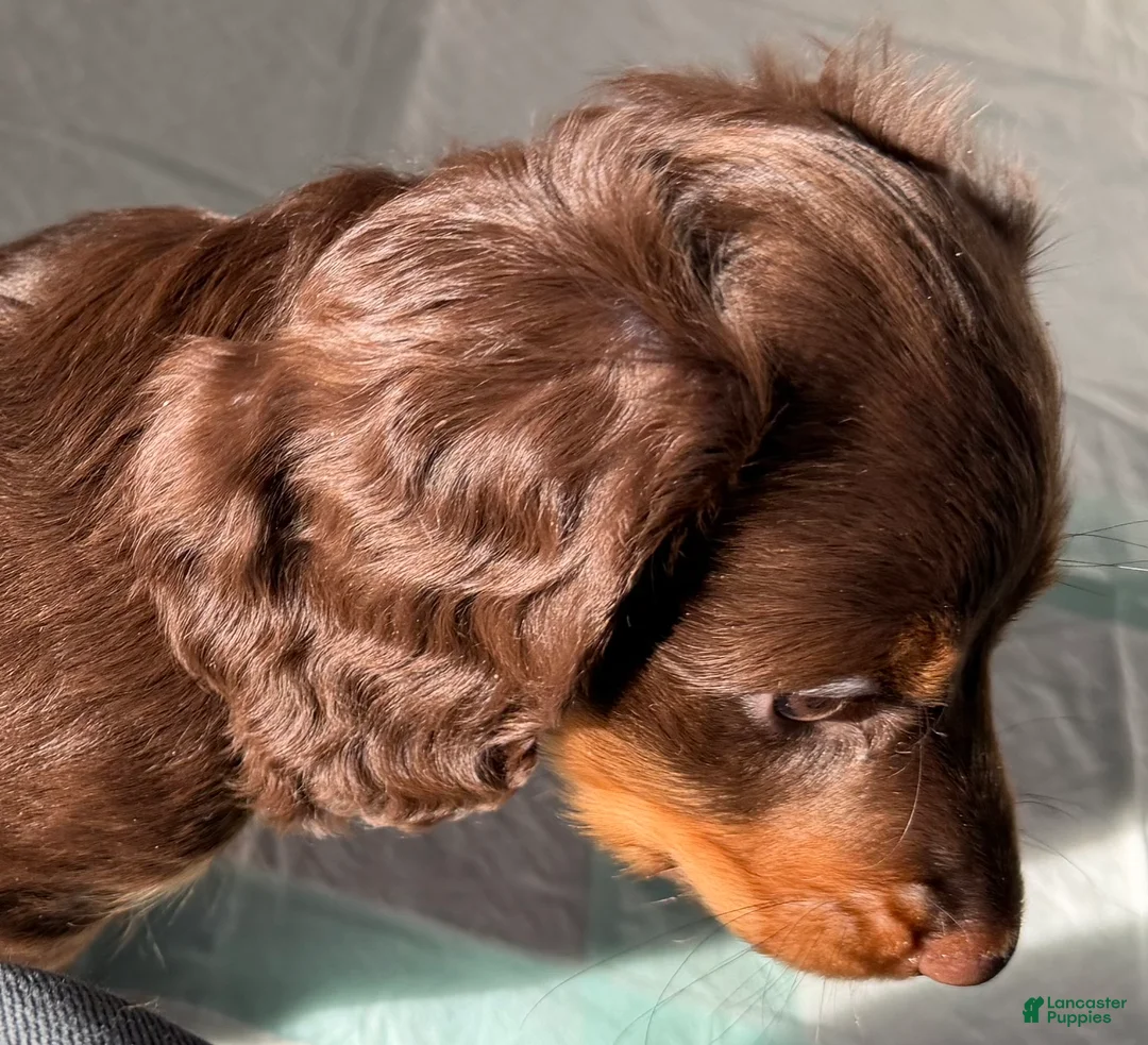 Dachshund dogs for sale: Sophie  - Ad 2