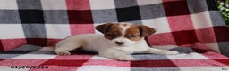 Jack Russell Terrier dogs for sale: Sweetheart - Ad 5