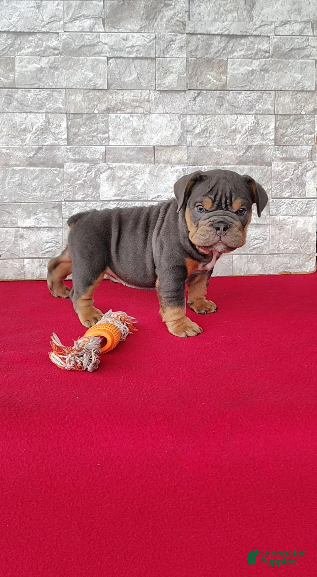English Bulldog dogs for sale: Damien - Ad 2