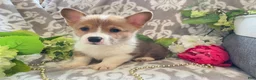 Welsh Corgi Pembroke dogs for sale: Mason - Ad 8