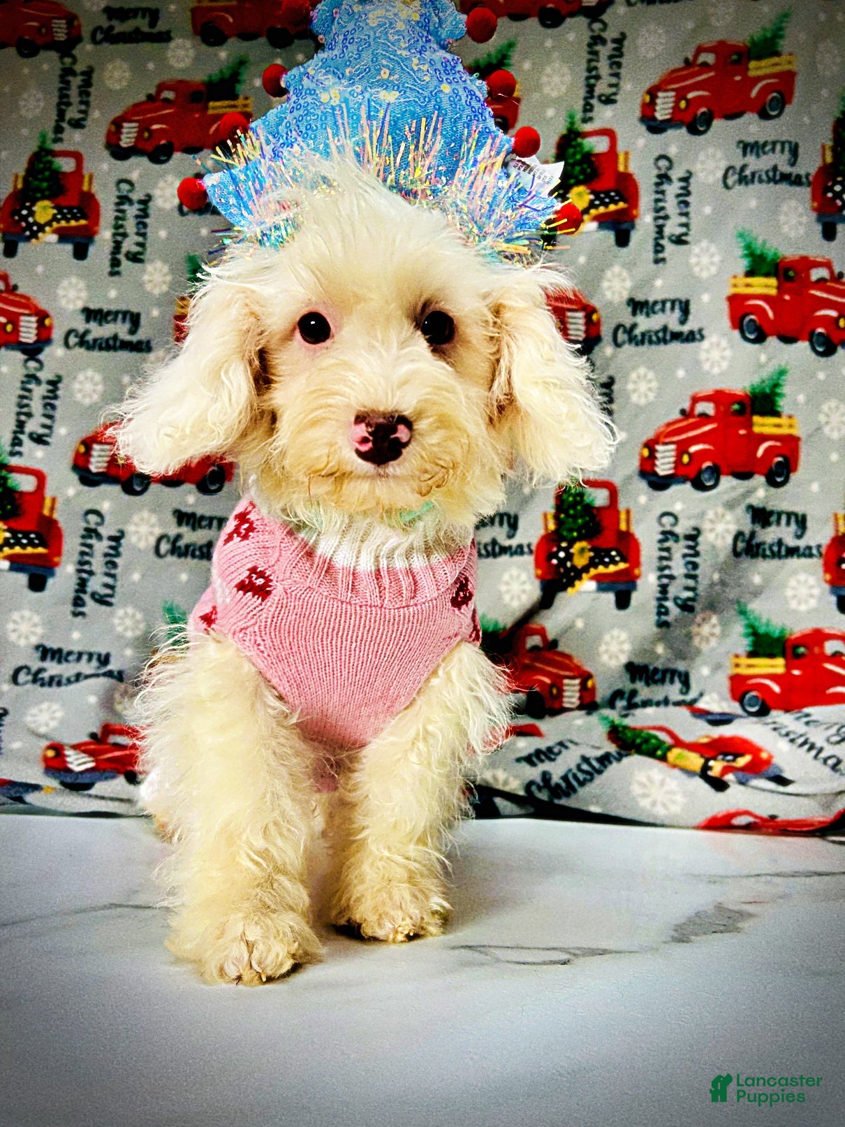 Havapoo dogs Queenie - Ad 1