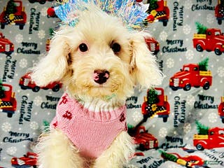 Havapoo dogs Queenie - Ad 9