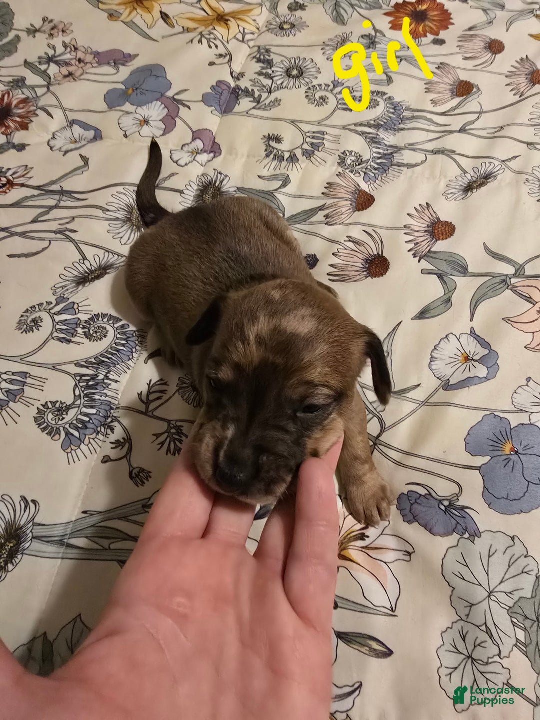 Mixed Breed dogs for sale: Mixed Breed Puppy 3 - Ad 2