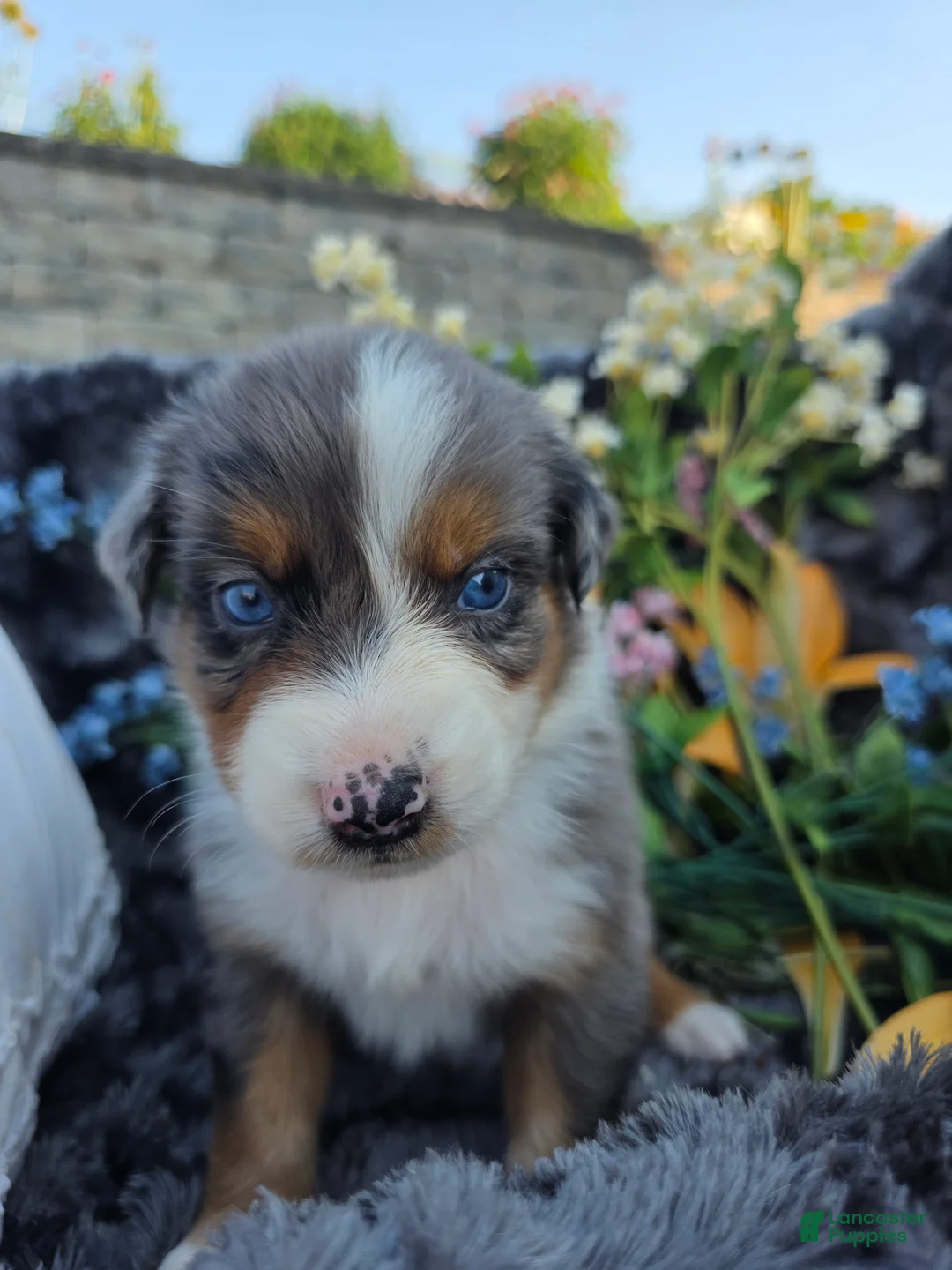 Australian Shepherd dogs for sale: Zane - Ad 2