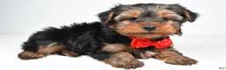 Yorkshire Terrier dogs for sale: Benny - Ad 2