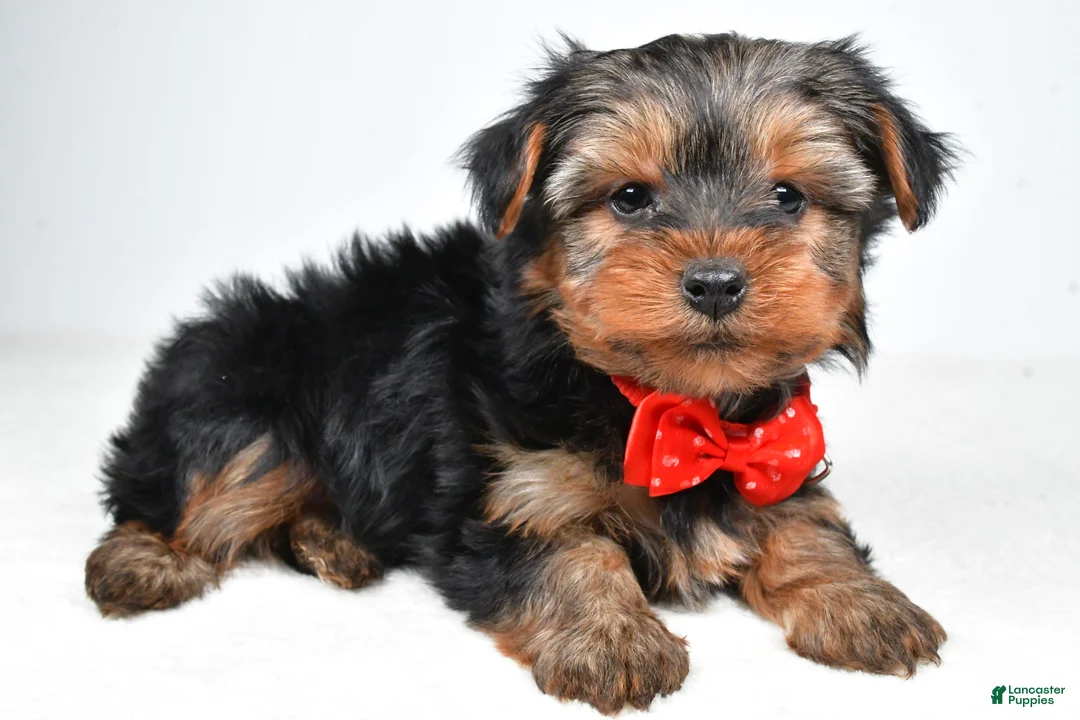 Yorkshire Terrier dogs for sale: Benny - Ad 2
