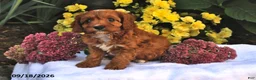 Cavapoo dogs for sale: Peaches - Ad 3