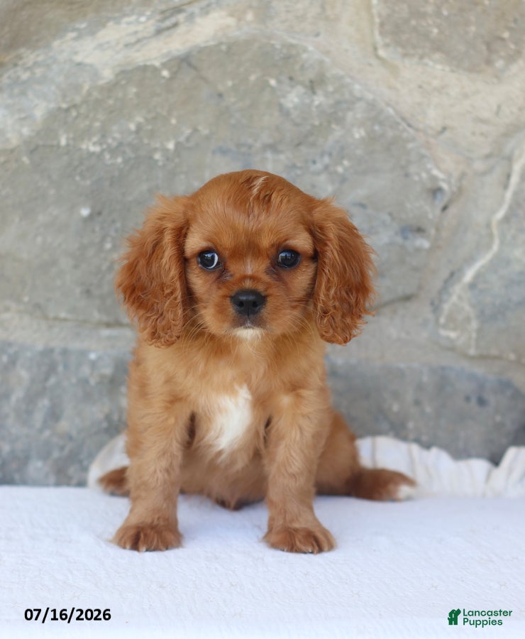 Cavalier King Charles Spaniel dogs Ben - Ad 1