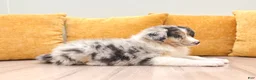 Australian Shepherd dogs for sale: Ellie - Ad 3