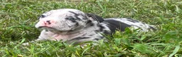 Olde English Bulldogge dogs for sale: Olde English Bulldogge 4 - Ad 3