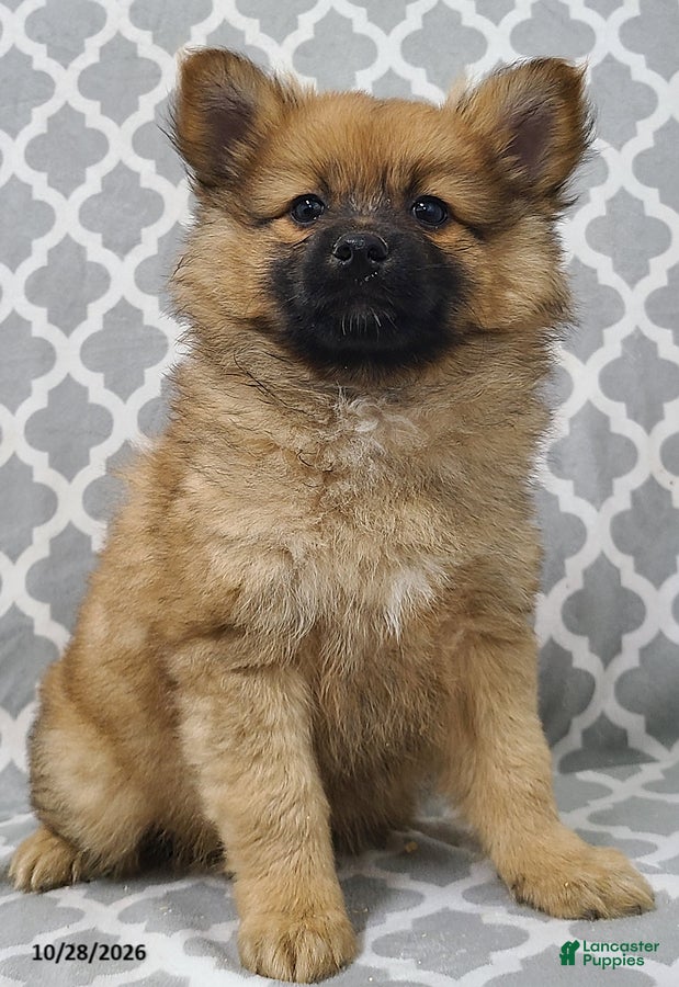 Pomeranian dogs for sale: Mocha - Ad 1