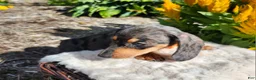 Miniature Dachshund dogs for sale: Remy  - Ad 19