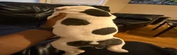 American Bully dogs for sale: Spotty - Ad 4