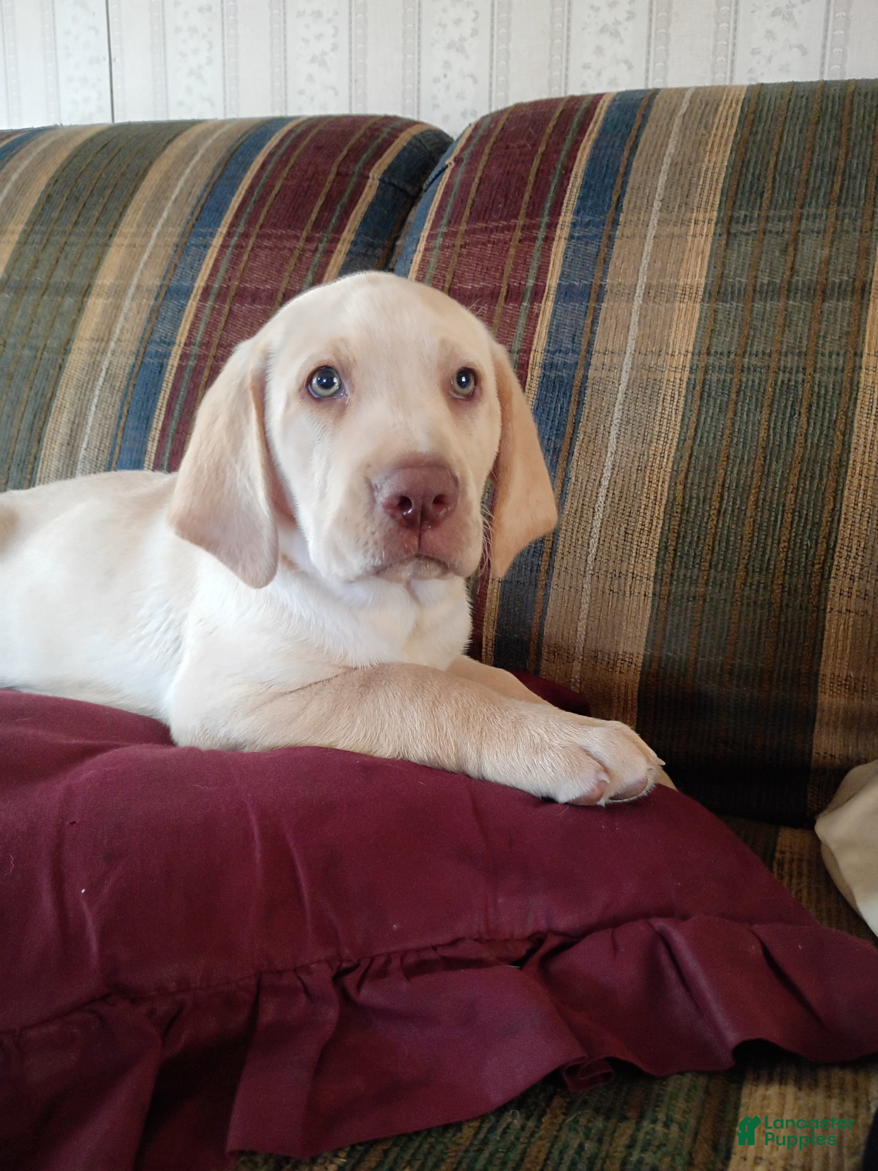 Labrador Retriever dogs Precious - Ad 1