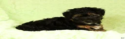 Yorkiepoo dogs for sale: Patriot - Ad 7