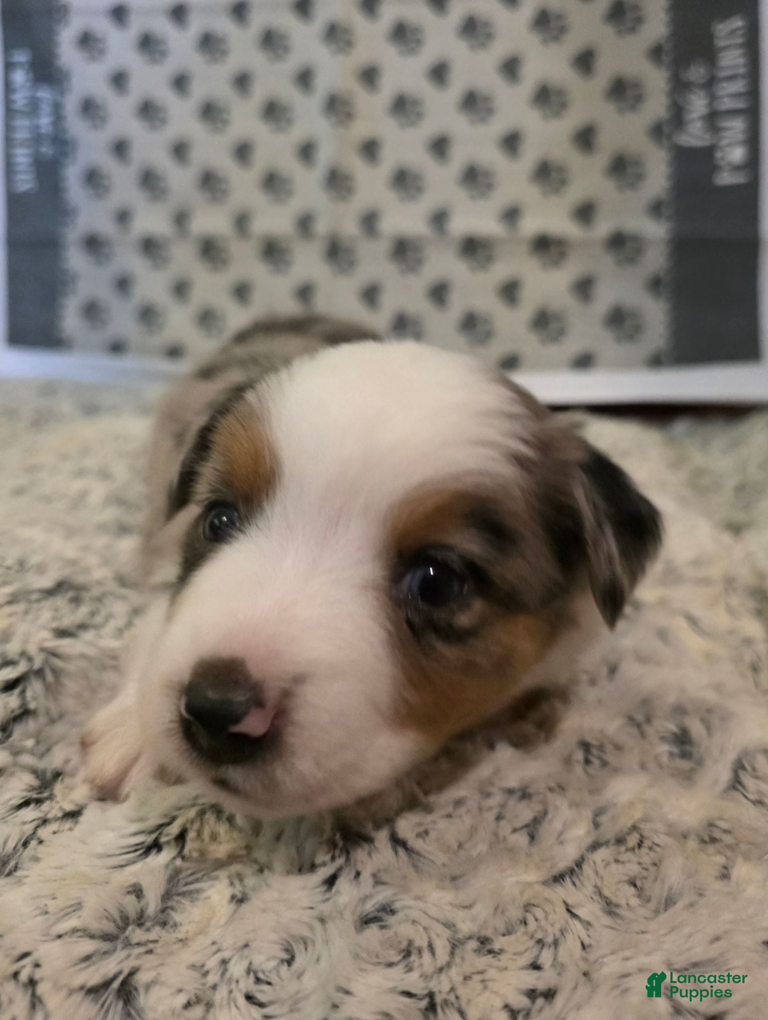 Australian Shepherd dogs Daniel - Ad 1