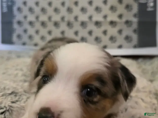 Australian Shepherd dogs for sale: Daniel - Ad 1