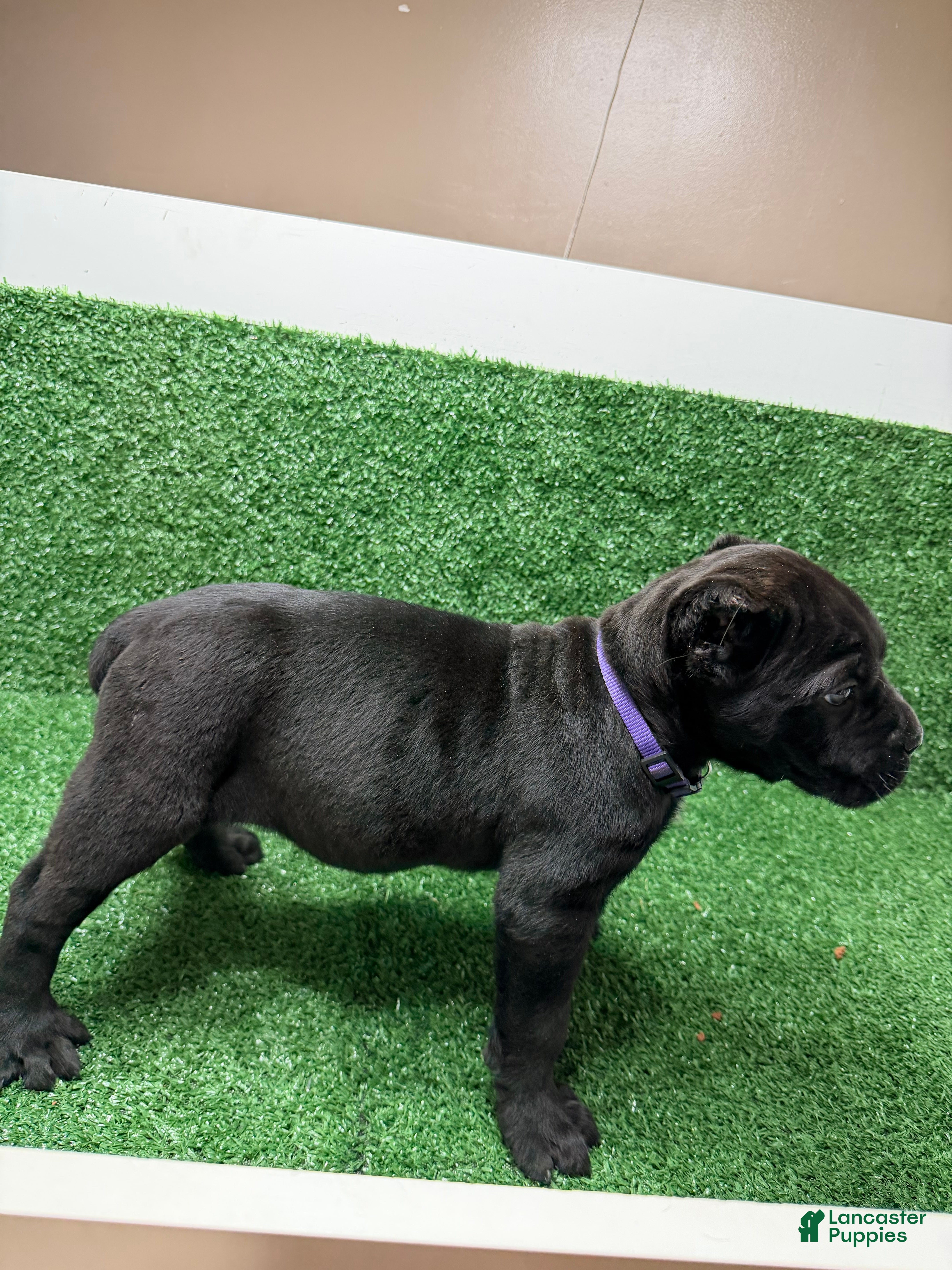 Cane Corso dogs Purple - Ad 2