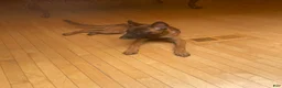 Belgian Malinois dogs for sale: Belgian Malinois 1 - Ad 2